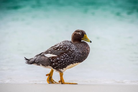 Falkland Steamer Duck