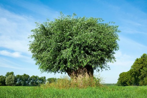 White willow