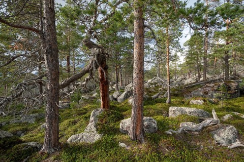 Primeval forest in the Laponia protected area
