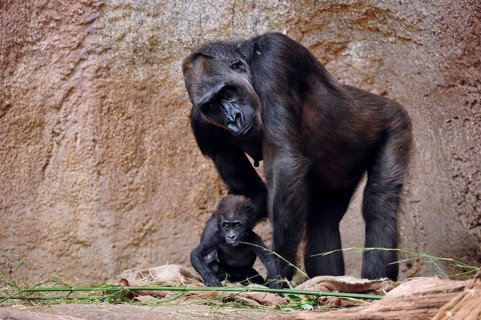 Western lowland gorilla