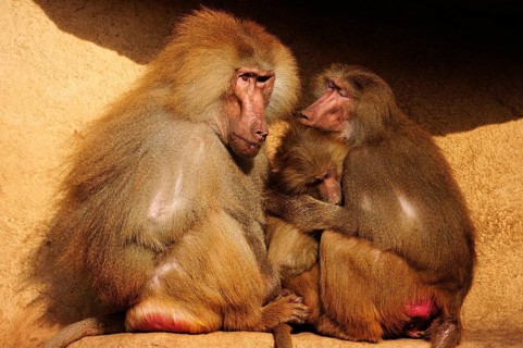Hamadryas baboons