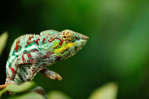 Panther chameleon