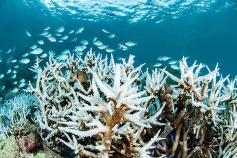 Bleaching of Acropora coral