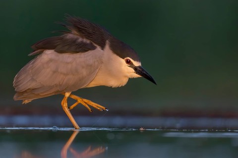 Black-crowned night heron