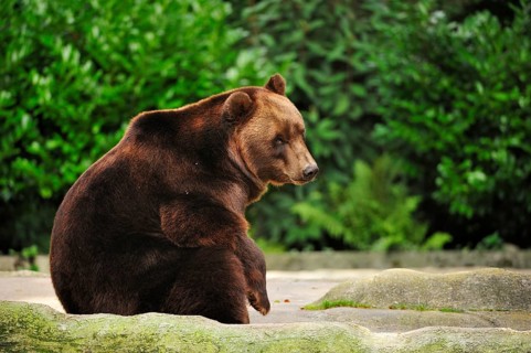 Brown bear