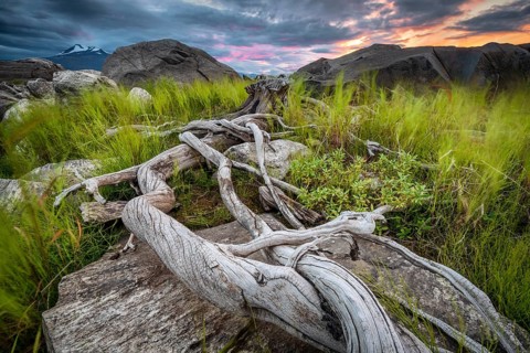 Tree roots on rocky ground