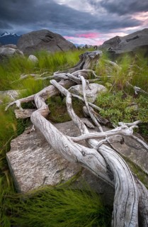 Tree roots on rocky ground