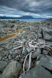 Tree roots on rocky ground