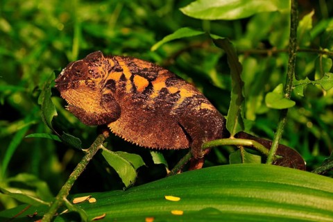 Panther chameleon