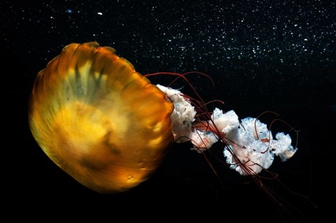 Pacific Sea Nettle