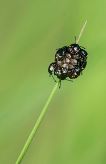 Freshly hatched nymphs of the grey garden bug