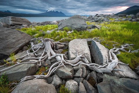 Tree roots on rocky ground