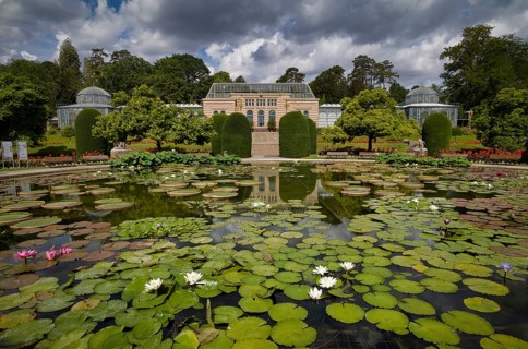 Lily pond