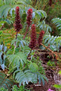 Giant honey flower (Melianthus major )