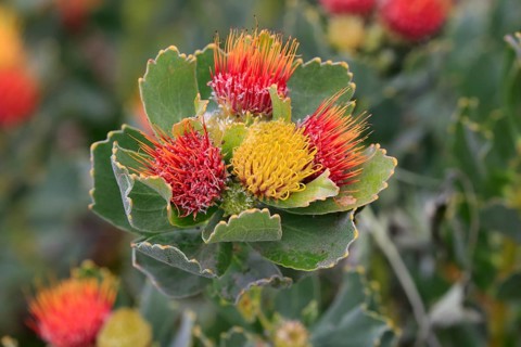Pincuspid Protea