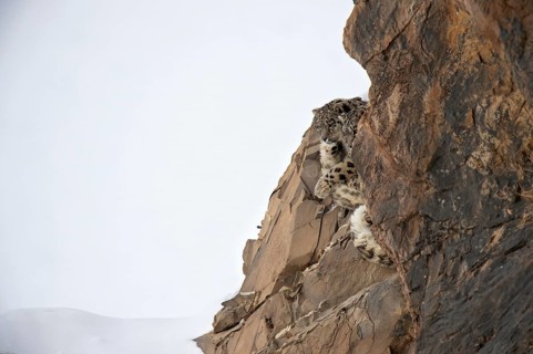 Snow leopards (Panthera uncia) rest on a frozen cliff