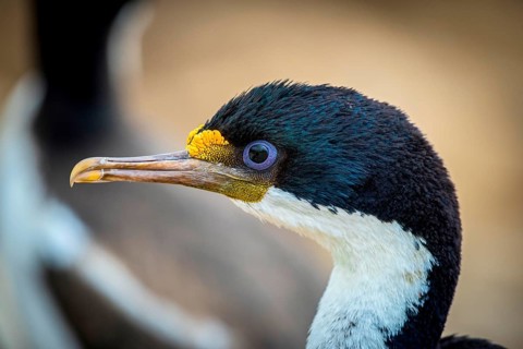 Imperial shag (Phalacrocorax atriceps)