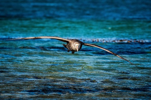 Southern giant petrel (Macronectes giganteus) on approach