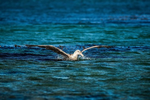 Southern giant petrel (Macronectes giganteus) lands on water