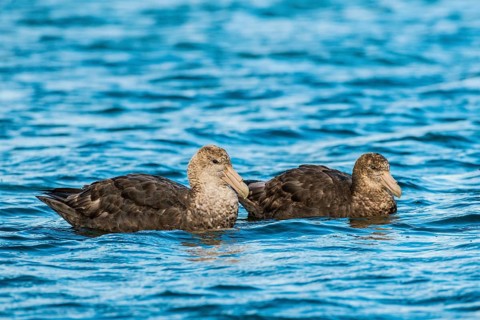 Southern giant petrels (Macronectes giganteus)