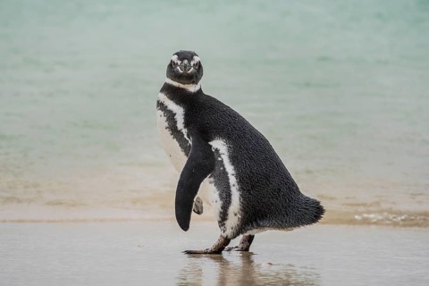 Magellanic penguin (Spheniscus magellanicus) at the beach