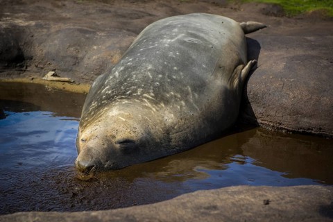 Southern elephant seal (Mirounga leonina)