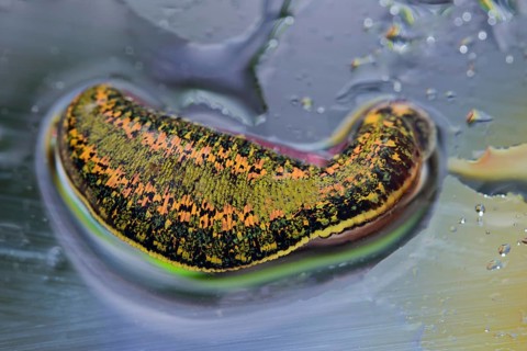 Medicinal leech (Hirudo medicinalis)