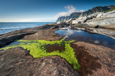 Green seaweed on the rocky beach of Tungeneset