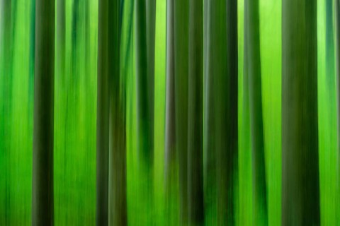 Forest in autumn in the holy halls