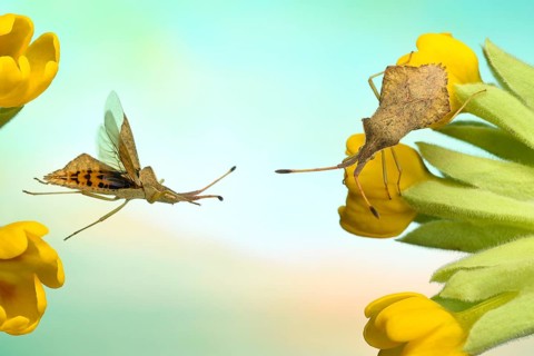 Rhomb bug (Syromastus rhombeus) on the flower of a (Primula veris)