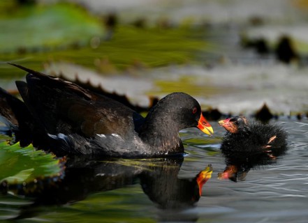 Common moorhen (Gallinula chloropus )