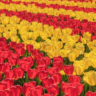 Tulip fields in spring
