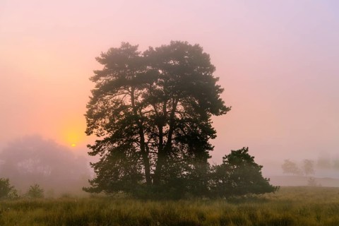 Pine (Pinaceae) at sunrise in the fog in the heath
