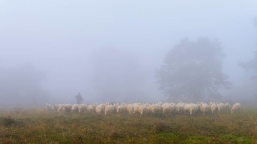 Shepherd with a flock of sheep in the heath at the Thuelsfeld dam at sunrise