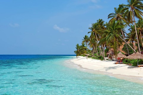 Lagoon and beach with (Cocos nucifera)
