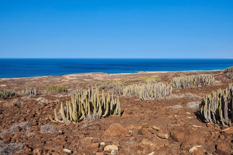 Canary Island spurge (Euphorbia canariensis )