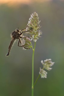 Robber fly (Asilidae) sits in a warm light on a grassy lawn