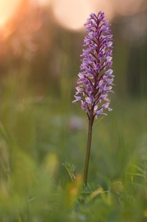 Military orchid (Orchis militaris) blooms in a meadow in warm backlight
