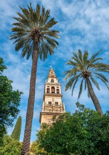 Church tower between palm trees