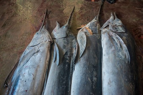 Sword fish for sale