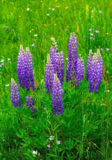 Lupines