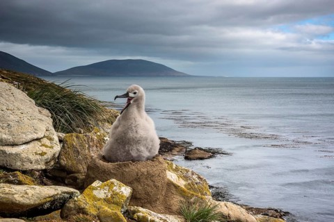 Black-browed Albatross (Thalassarche melanophris) chick on its nest