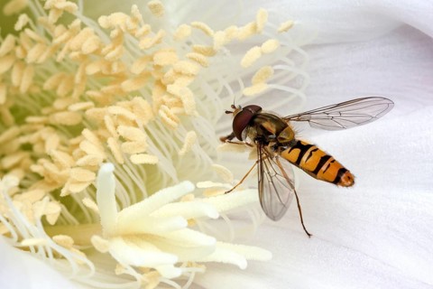 Hoverfly (Syrphidae) sitting on cactus flower (Echinopsis sp.)