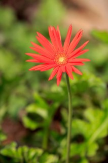 Barberton Daisy (Gerbera) (Gerber daisy jamesonii)