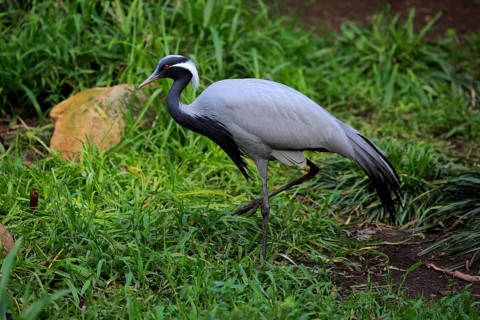 Demoiselle crane (Anthropoides virgo)