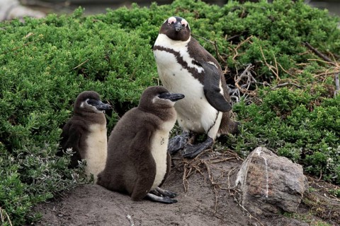 African penguin (Spheniscus demersus)
