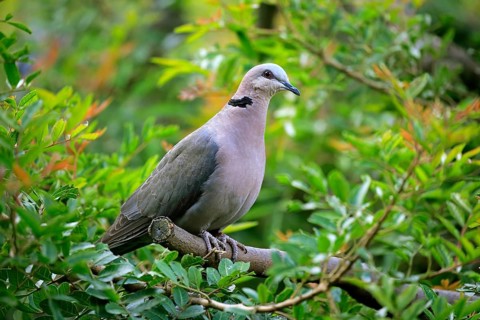 Red-eyed dove (Streptopelia semitorquata )