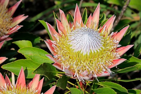 King Protea (Protea cynaroides)