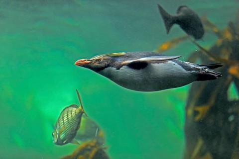 Northern Rockhopper Penguin (Eudyptes chrysocome)