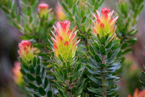 Protea